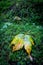 Alone autumn leaf on green moss