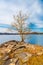 Alone autumn tree on rocky shore of beautiful lake.