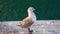 An Alone baby seagull stay near an Australia ocean in spring season.