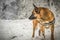 Alone Belgian Malinois dog breed, in the winter snow in Romania