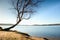 Alone bended birch tree at sea beach, empty branche s without leaves.