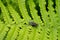 The alone big black fly  is on the green  fern leaves closeup