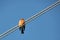 Alone bird on the wire against the blue sky. Robin sitting on wires