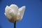 Alone.  Blossom White Tulips With Indigo Blue Sky
