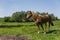 Alone brown horse on a chain grazing on green pasture with a yellow flowers against blue sky and trees. Farming