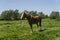 Alone brown horse on a chain grazing on green pasture with a yellow flowers against blue sky and trees. Farming