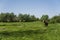 Alone brown horse on a chain grazing on green pasture with a yellow flowers against blue sky and trees. Farming