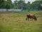 Alone Brown ox get feeding on green field at rural of Thailand.