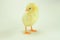 Alone chick in white background