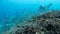 Alone diver swimming above beautiful tropical coral reef with a lot small colorful fishes in Indonesia, Bali. Strong light shine