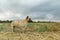 Alone dog stands on an autumn beveled field and looks away. The mongrel dog walks across the field. Beautiful little doggy alone