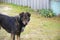 Alone dog on the street at residental house fence. Stray black dog is implored for some foods