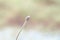 Alone dreamy blurry & soft focus of little pink grass flower