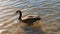 Alone Duck swimming in a lake Norman in North Carolina