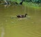 alone duck swimming quietly in the lake