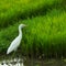 Alone Eastern Cattle Egret