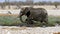 Alone elephant head to the pond to drink water and wash itself.