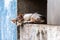 Alone Feral kitten sleeping on wall