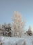 Alone frozen tree, in the dark, early winter morning, beautiful colored skies