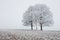 Alone frozen tree in snowy field and mist