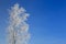 Alone frozen tree on winter field