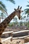 Alone giraffe standing behind the fence in safari park