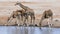 Alone Giraffes drink water from a small pond in Etosha, Namibia.