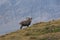 Alone goat walking in the Alps