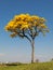 Alone Golden Trumpet Tree - Handroanthus albus - with city on background