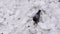 Alone gray pigeon roams the snow for food. Bird in search of food in the spring.
