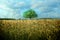 Alone green tree, blue sky and yellow field