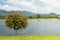 Alone green tree growth on green grass nearly lake with mountain and blue sky in background.