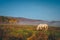 Alone horse grassing on autumn morning meadow