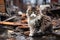 alone and hungry domestic cat after disaster on the background of house rubble, neural network generated image