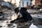 alone and hungry domestic dog after disaster on the background of house rubble, neural network generated image