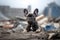 alone and hungry young French Bulldog after disaster on the background of house rubble, neural network generated image