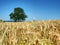 Alone lime tree in middle of barley or wheat field. Blue sky