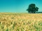 Alone lime tree in middle of barley or wheat field. Blue sky