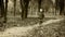 Alone little boy joyful bouncing walking in autumn park