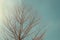 Alone or lonely dried tree and branches in daylight of summer seasonal.