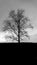 Alone magical silhouette branchy tree, black theme