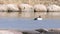 Alone Male Common Goldeneye Swimming in a Pond