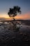 Alone mangrove tree with morning sunrise on the beautiful beach at Chumphon, Thailand