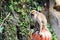 A Alone Monkey Seating on a Pole