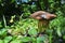 Alone mushroom in a forest