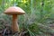 Alone mushroom in the forest. Theme os autumn. Brown cap boletus in the grass.