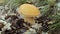 Alone mushroom in jungle