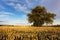 Alone oak tree standing in the field