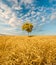 Alone oak tree standing in the fieldl