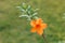 Alone orange flower in the garden